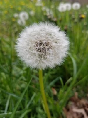 106080428_3063470000403028_3680614092566865653_n